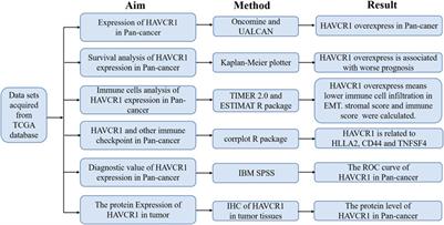 A Comprehensive Analysis of HAVCR1 as a Prognostic and Diagnostic Marker for Pan-Cancer